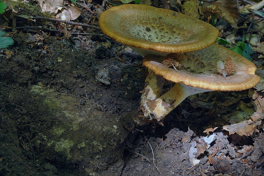 Polyporus tuberaster da confermare (P. tuberaster)