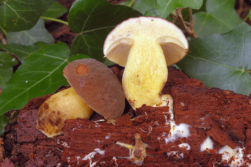 Phellinus con velo generale?-foto3180(Phellinus ferruginosus