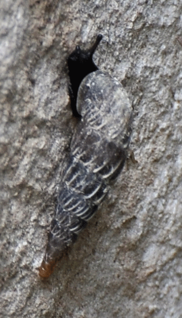 Charpentieria stenzii letochana