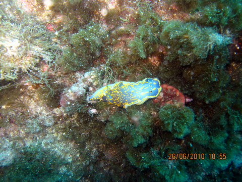 Hypselodoris picta