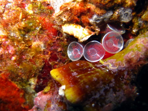 Fasciolaria lignaria con uova