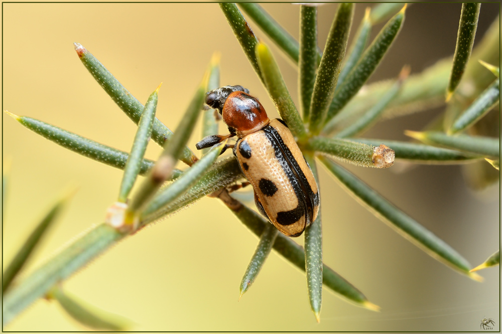 coleotterino di 3-4 mm: Crioceris paracenthesis