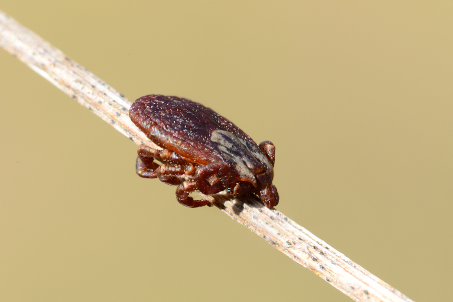 Dermacentor sp?