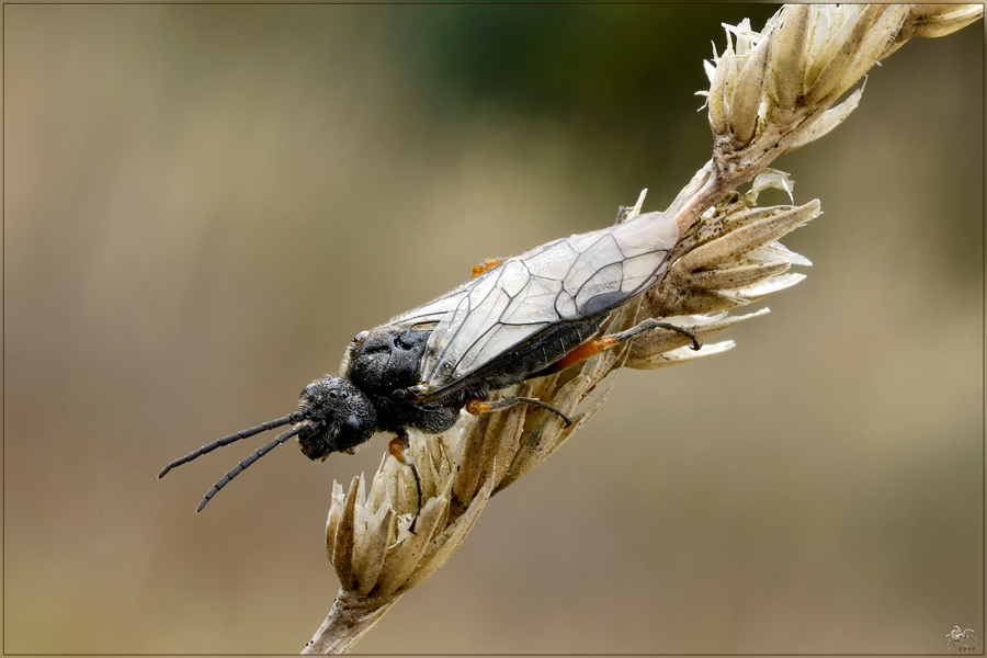 Dolerus puncticollis