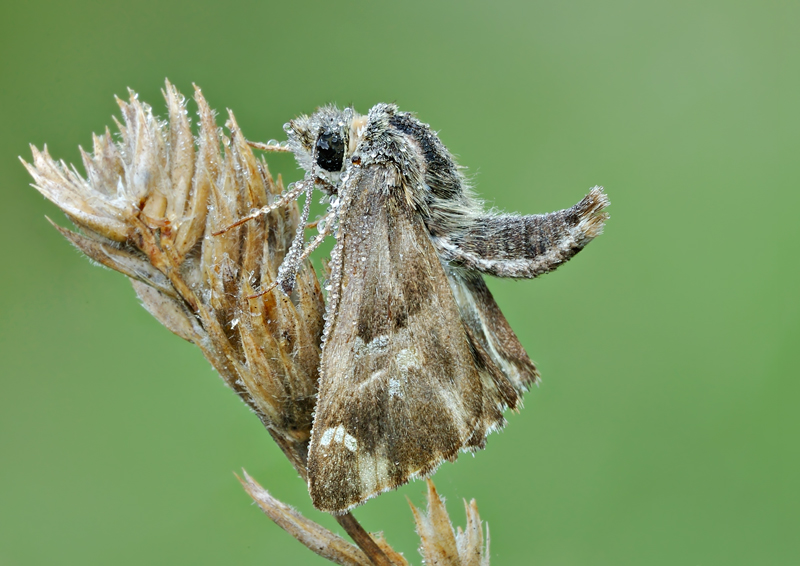 identificazione falena