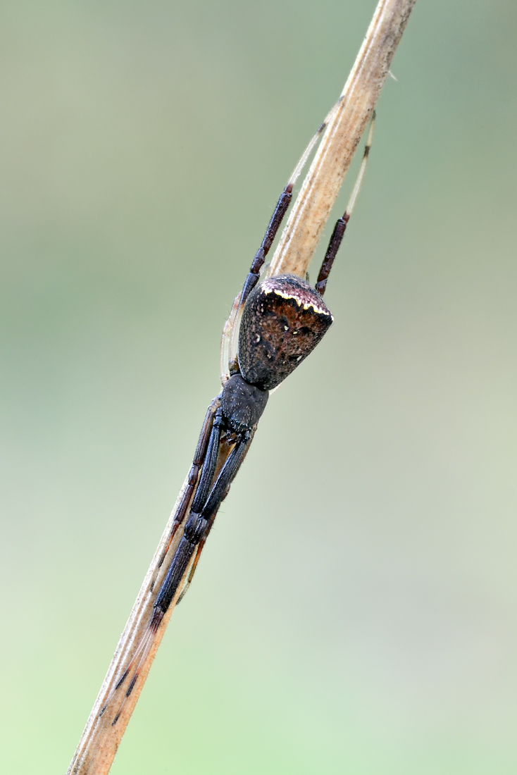 Episinus sp.