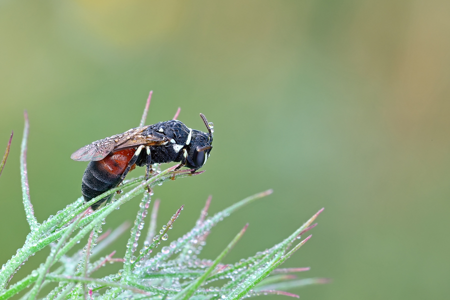 femmina di Hylaeus variegatus