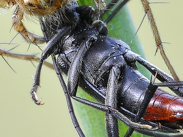 identificazione preda: Stenurella nigra (Cerambycidae)
