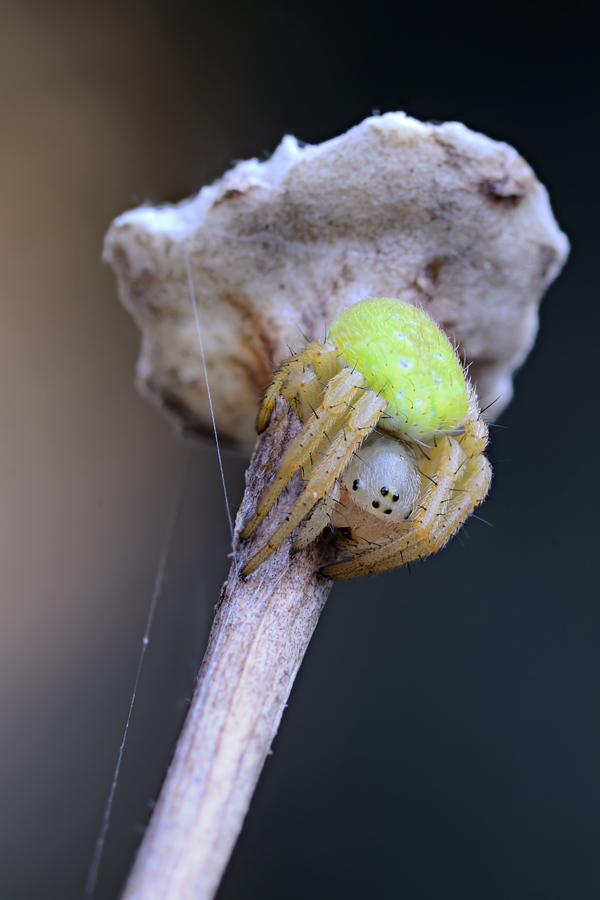 Araniella sp.