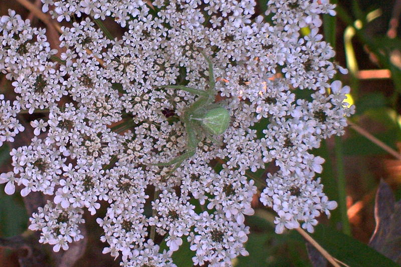 Heriaeus sp.