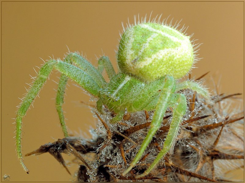 Heriaeus sp.