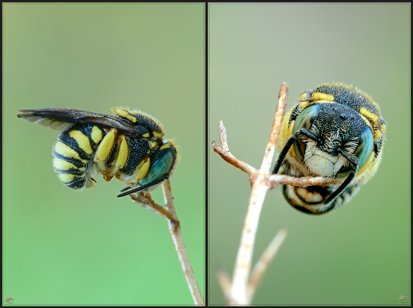 Anthidiellum strigatum ♂ (Apidae Megachilinae)