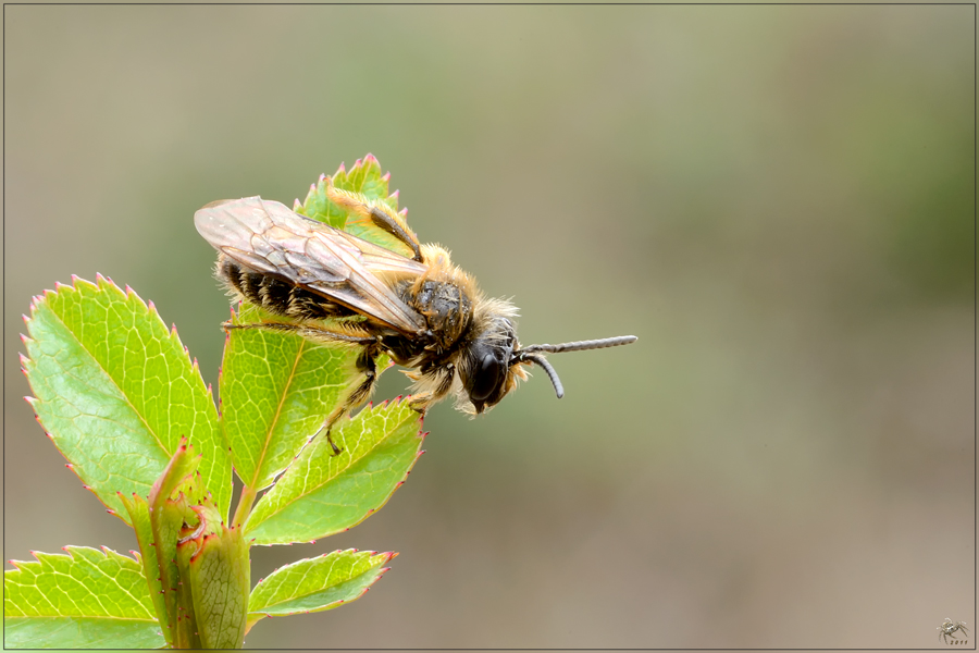 Andrena sp.