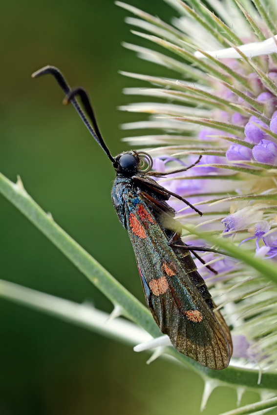 Quale Zygaena?