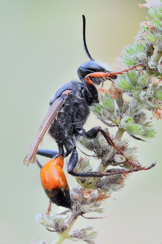vecchia femmina di Sphex funerarius