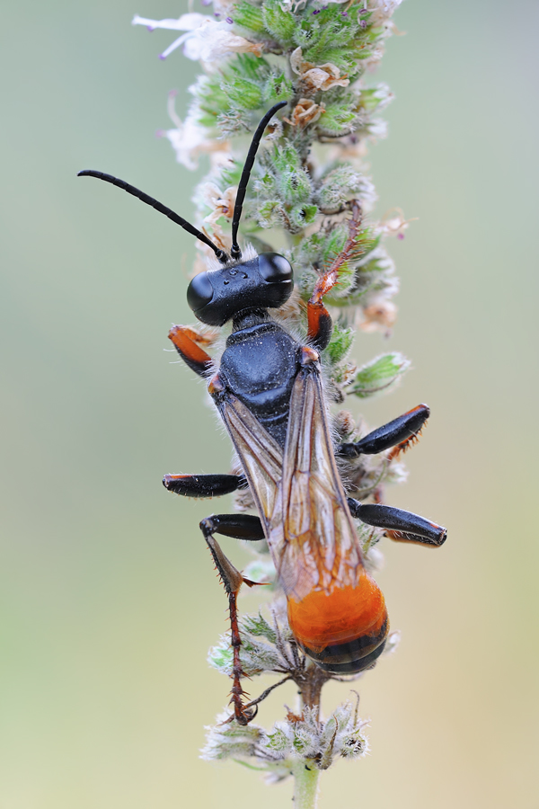 vecchia femmina di Sphex funerarius