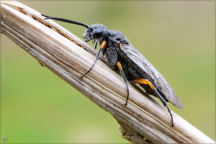 Dolerus puncticollis