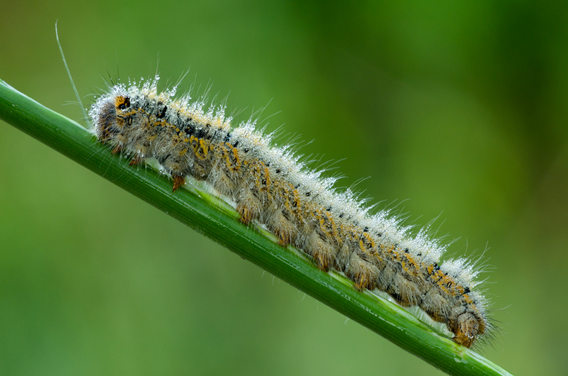 bruco da identificare - Lasiocampa (Pachygastria) trifolii