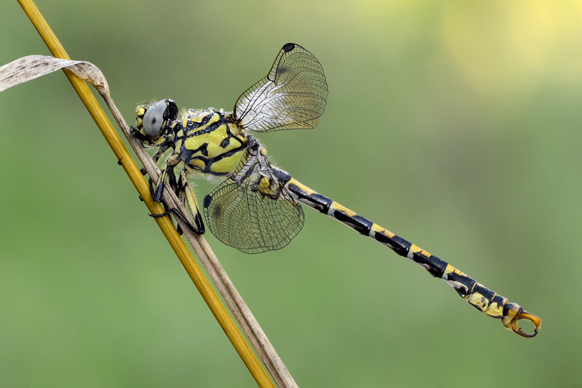 ID libellula