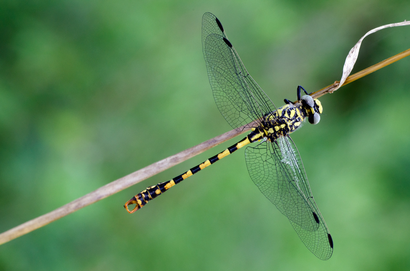 ID libellula