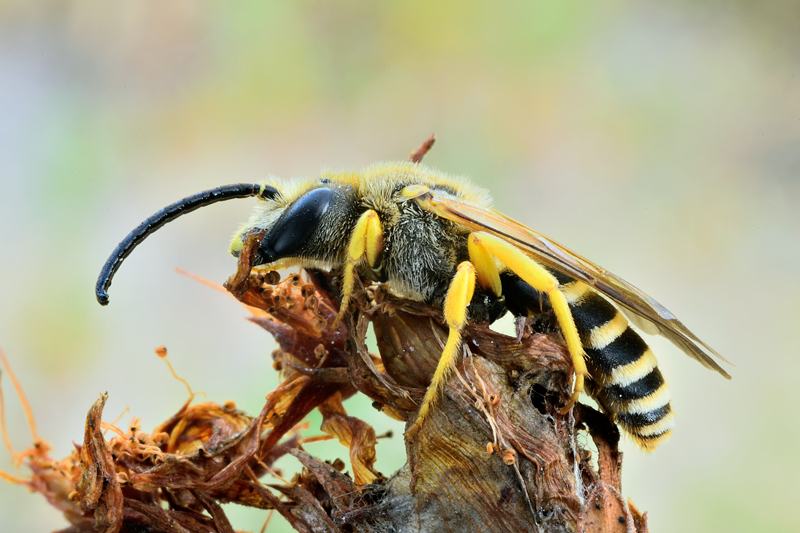 Halictus scabiosae