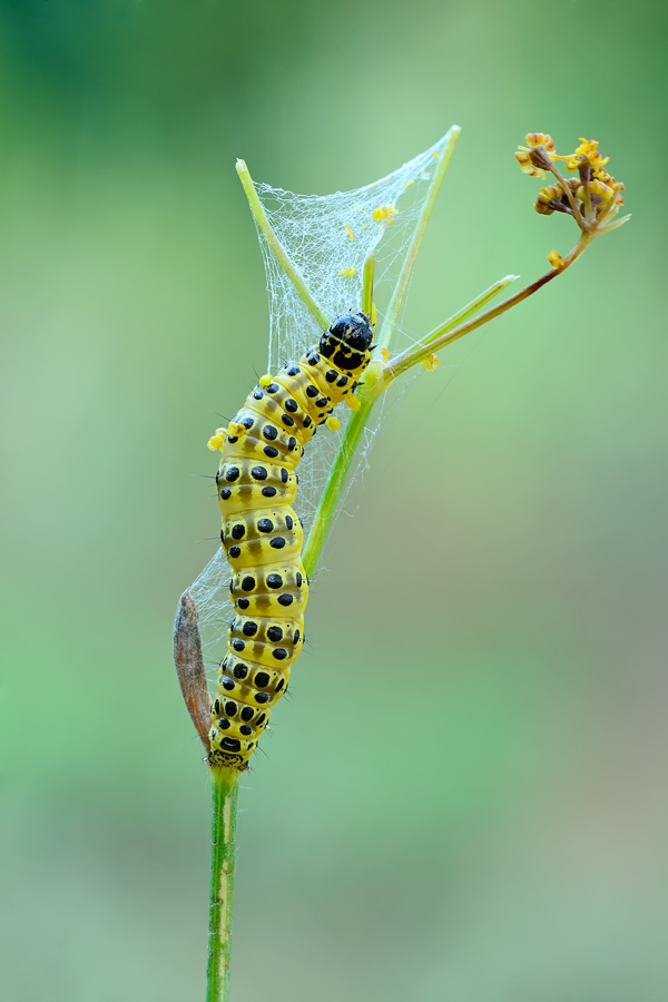 ID bruco - Sitochroa palealis
