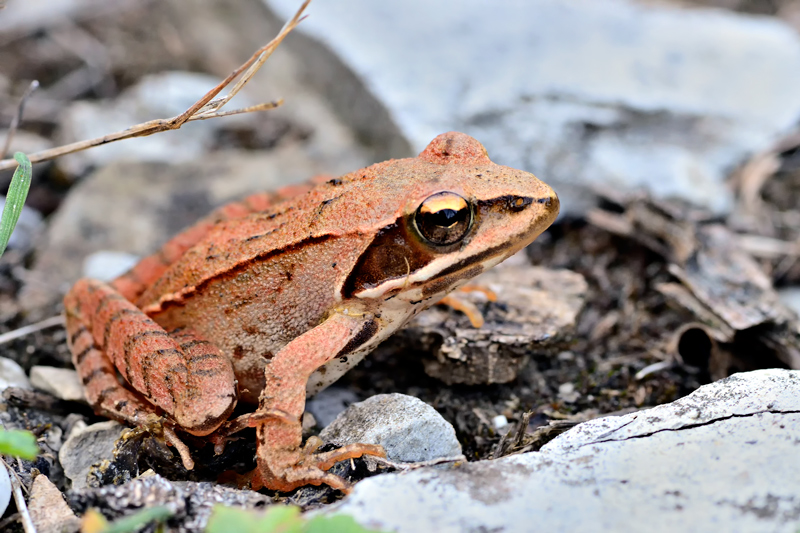 in cerca di ID - Rana dalmatina