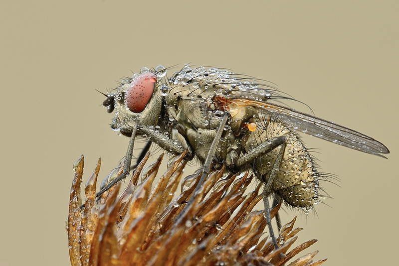 Leucophora sp. (Anthomyiidae