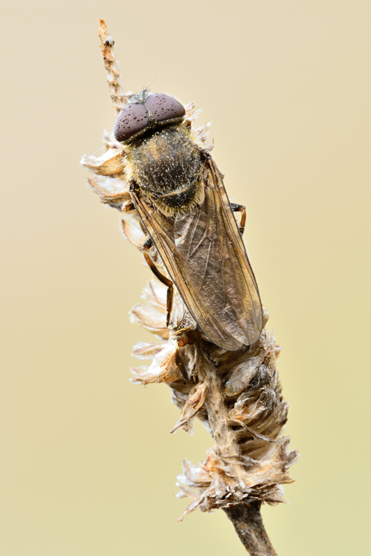 Cheilosia sp.