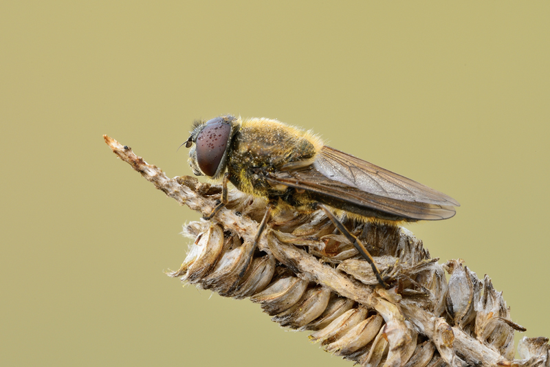 Cheilosia sp.