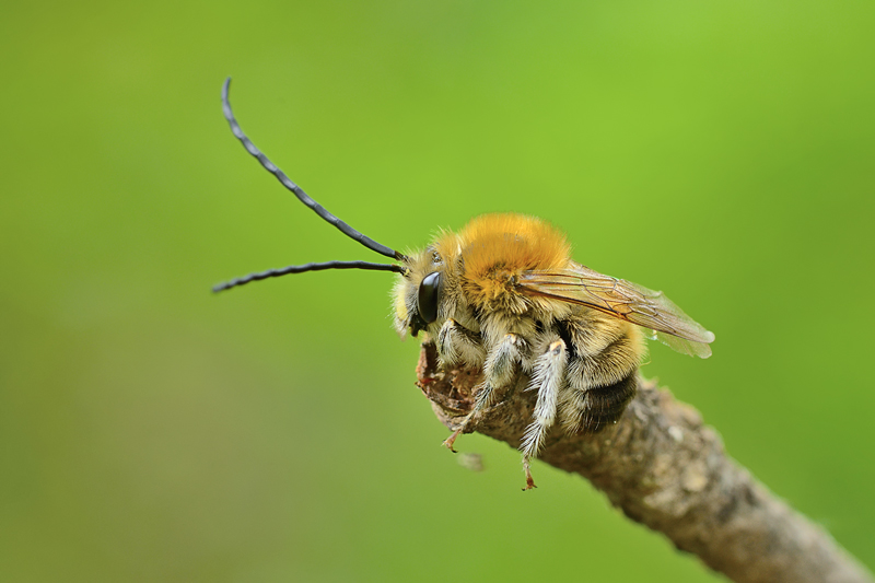 Eucera sp.