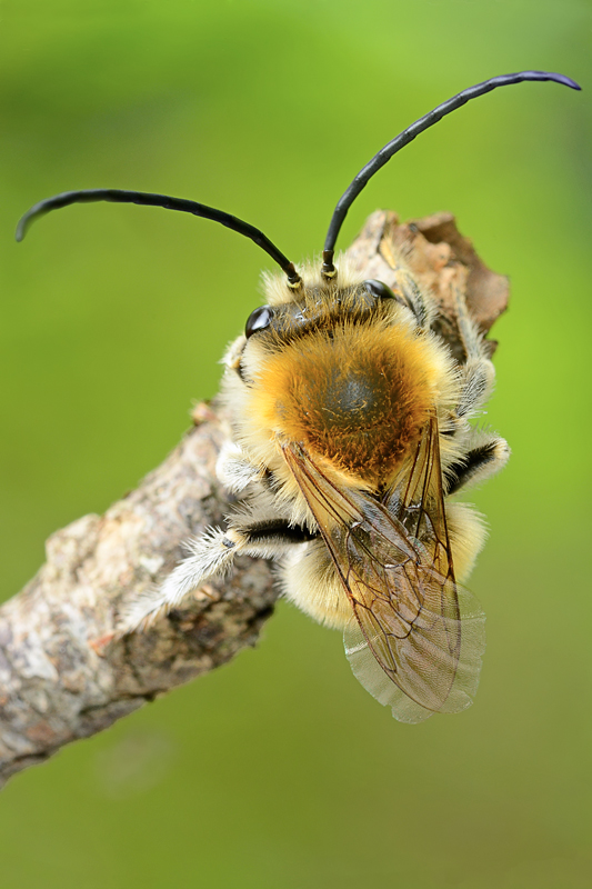 Eucera sp.