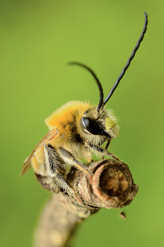 Eucera sp.