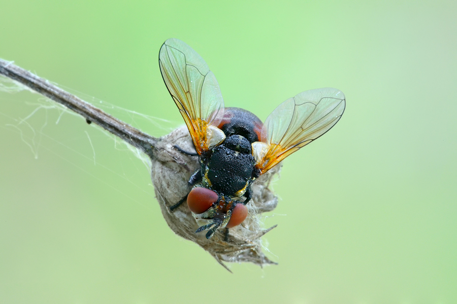 Gimnosoma?