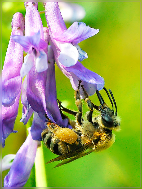 Apidae Anthophorinae o femmina di Eucera?