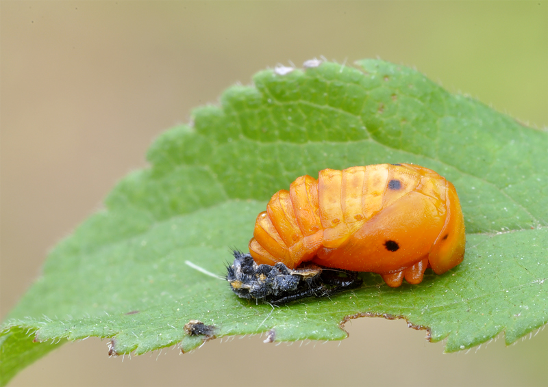 larva di Crysomela populi? No, Pupa di Coccinellidae