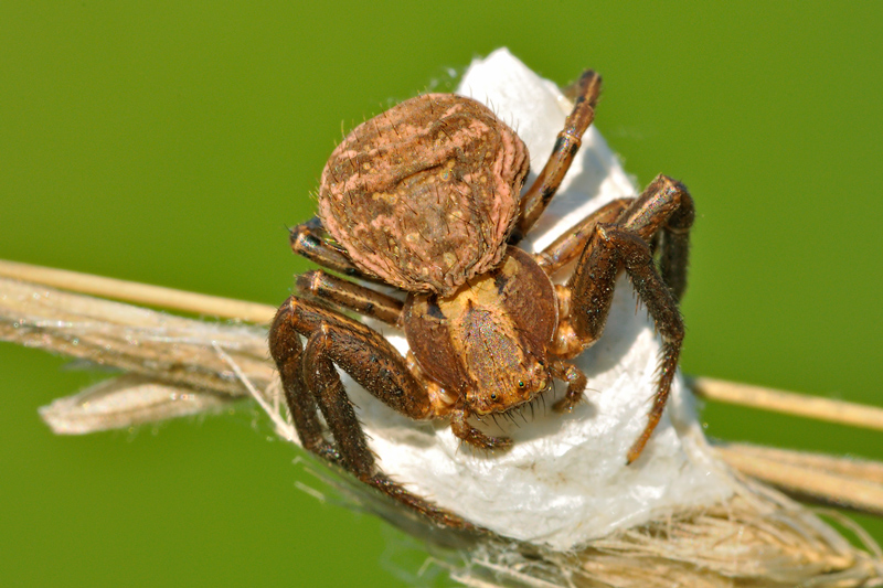 Femmina di Xysticus con ovisacco