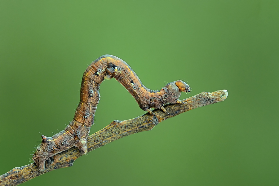 Geometridae, ma quale?