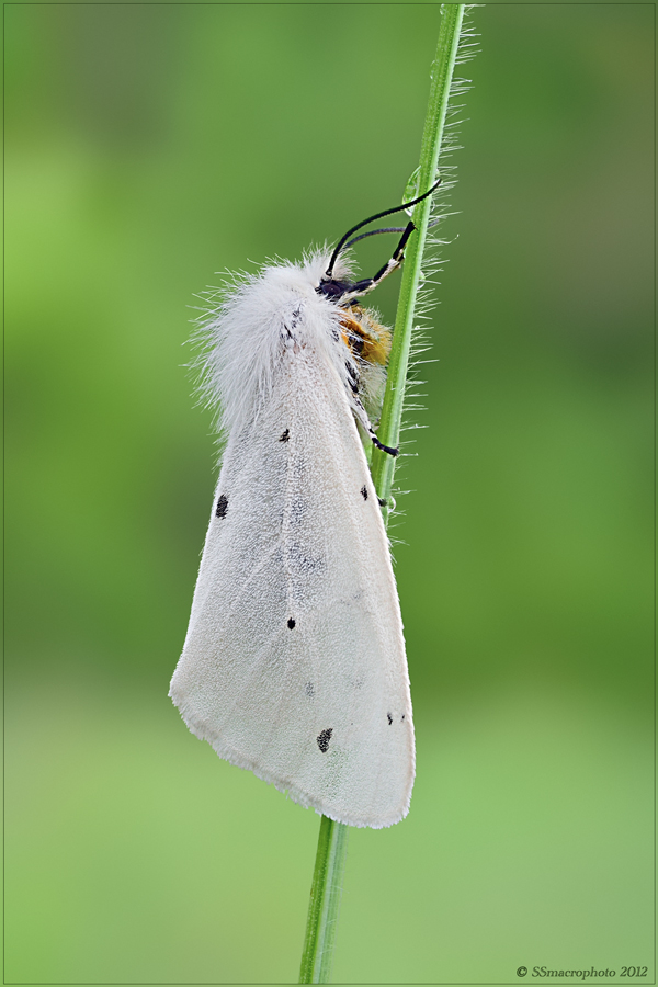 cercasi ID