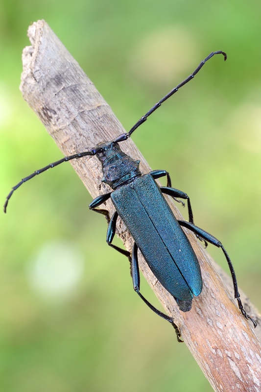 Femmina di Aromia moschata (Cerambycidae)