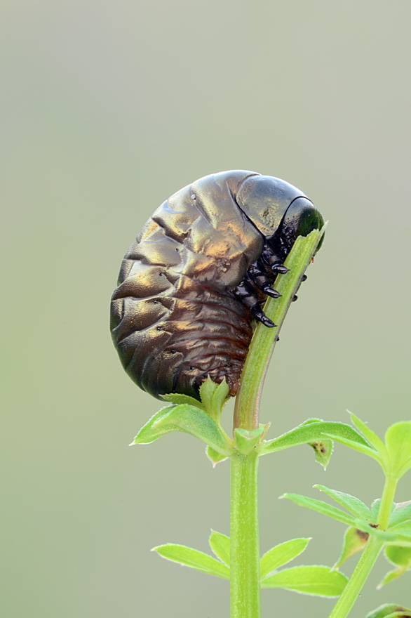 Larva di Timarcha sp.