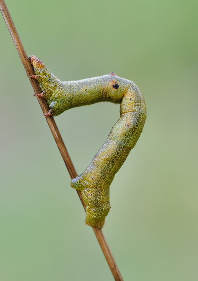 identificazione bruchi