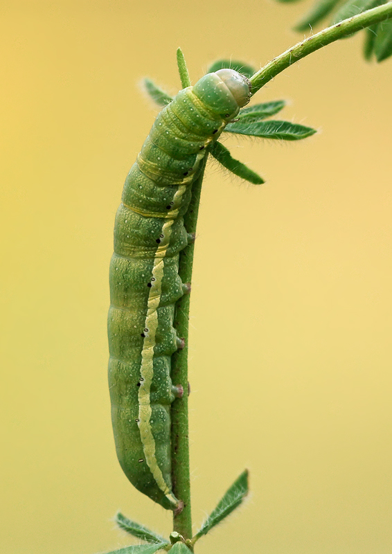 identificazione larve