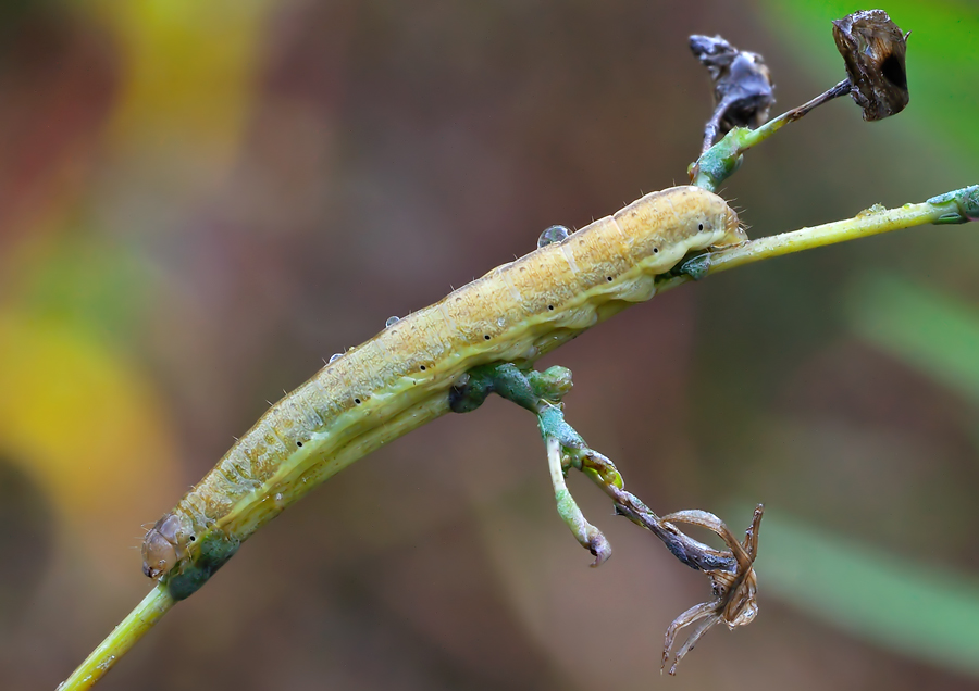 identificazione bruchi