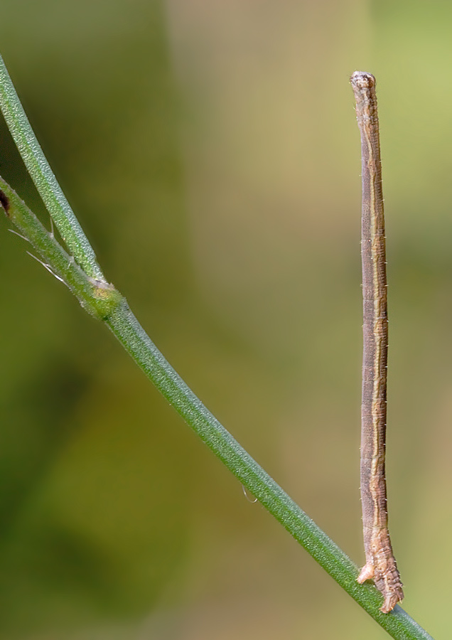 identificazione larve