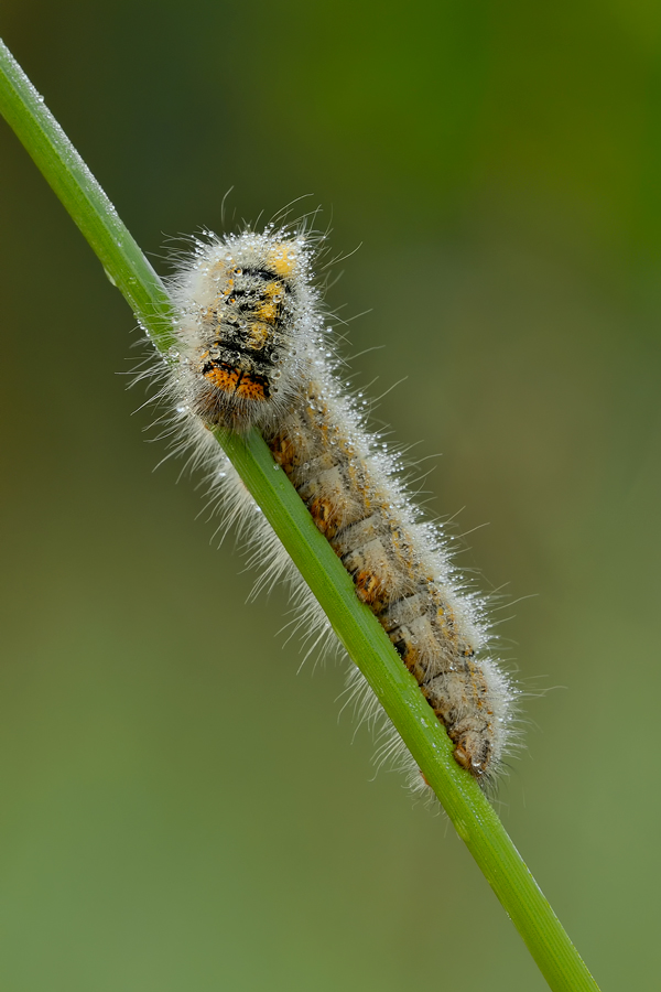 bruco da identificare - Lasiocampa (Pachygastria) trifolii