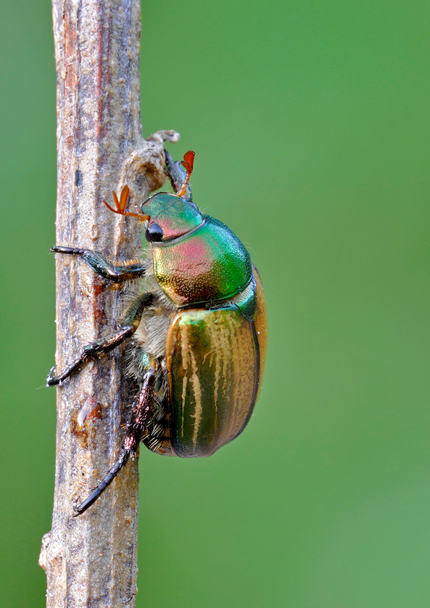 Che Cetonia ? Mimela junii (Rutelidae)