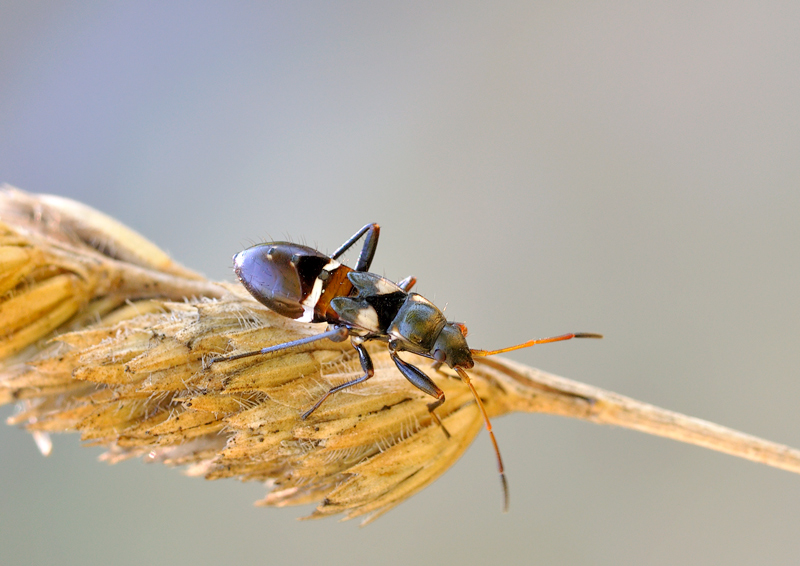 Lygaeidae: giovane di Raglius confusus