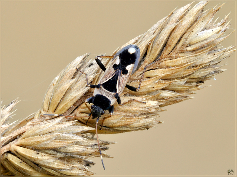 Lygaeidae: Raglius  confusus della Toscana