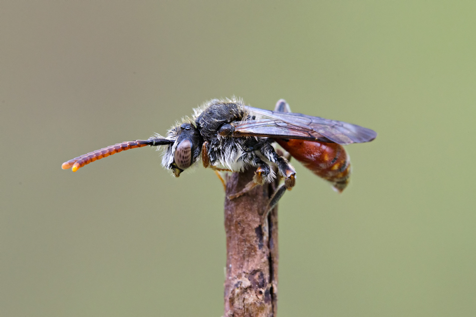 Nomada sp.